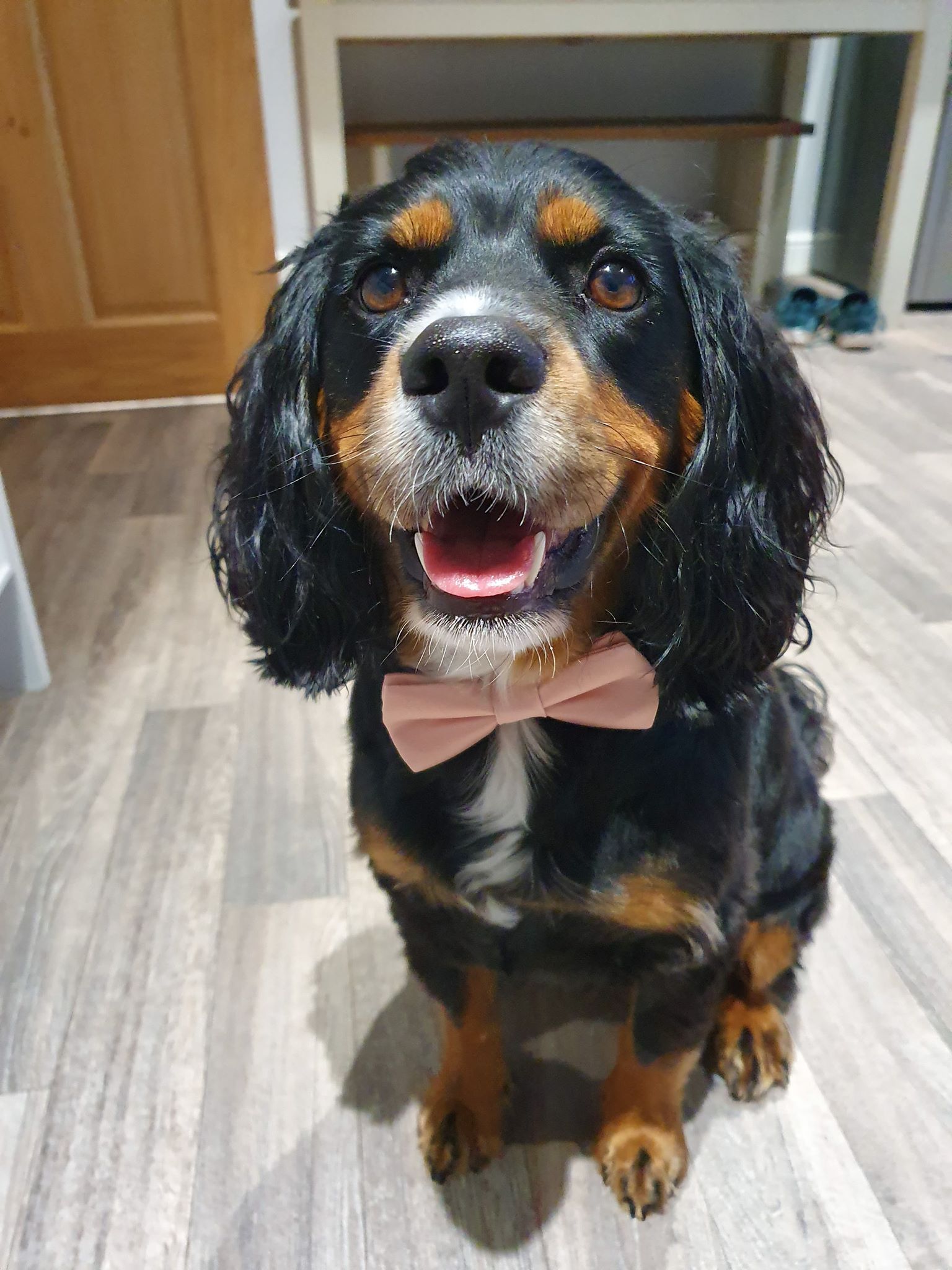 2 big white bow ties; fancy 2024 dog bowtie for wedding, birthday, graduation, special event, photos, family pictures, etc