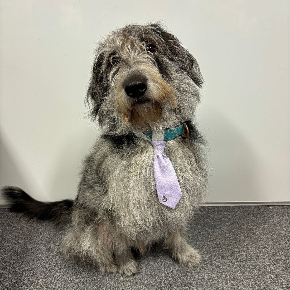 Can my dog wear a tie to our wedding? YES! Colour-matched Dog Wedding Bow Ties - Swagger & Swoon