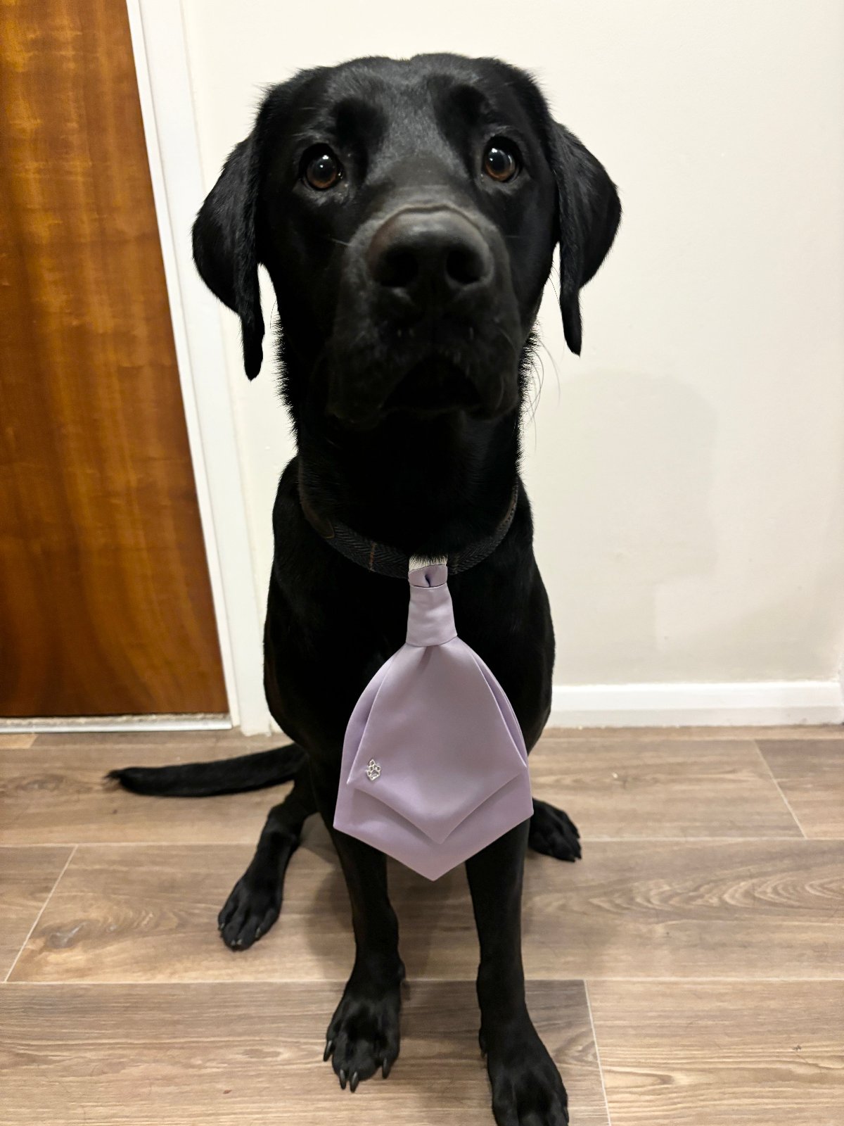 Dog Wedding Cravat