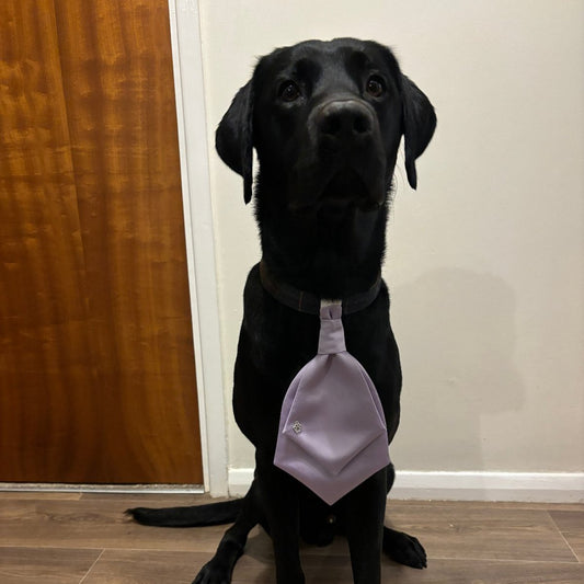 Dog Wedding Cravat