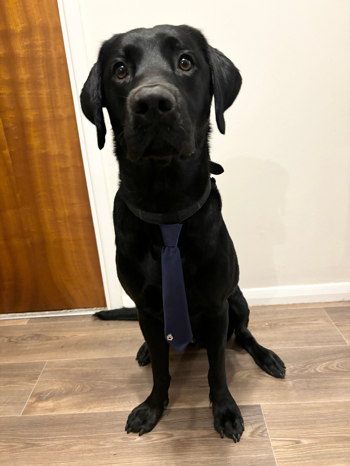 Dog Wedding Tie