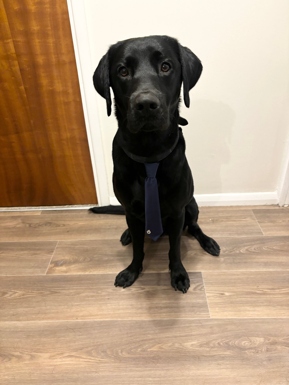 Dog Wedding Tie