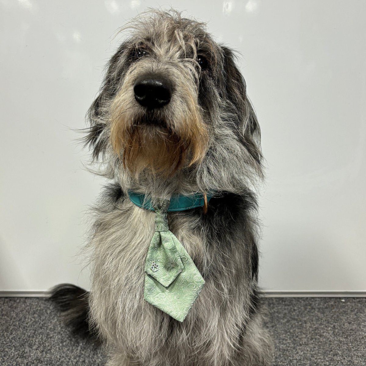 Dog Wedding Cravat