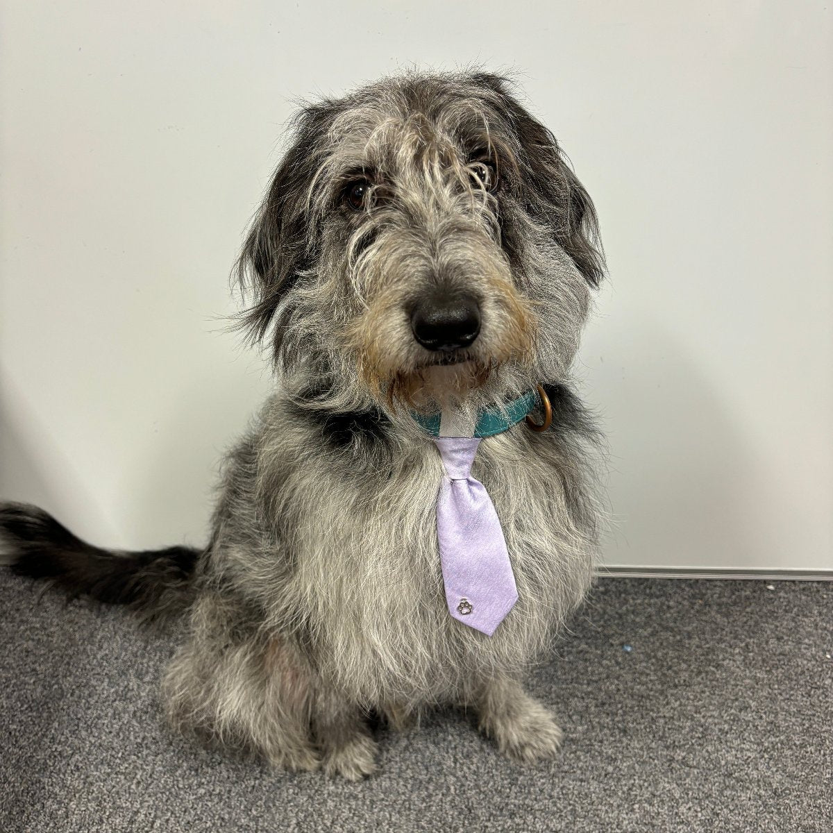 Dog Wedding Tie