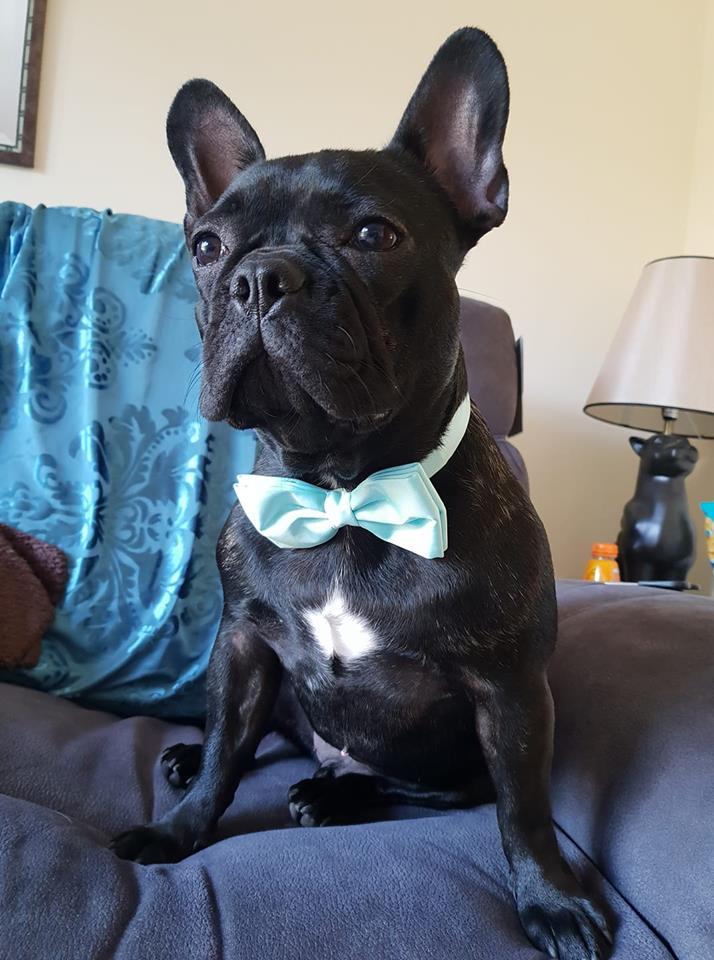 Avocado Dog Bow Tie - Dog - Small - Swagger & Swoon