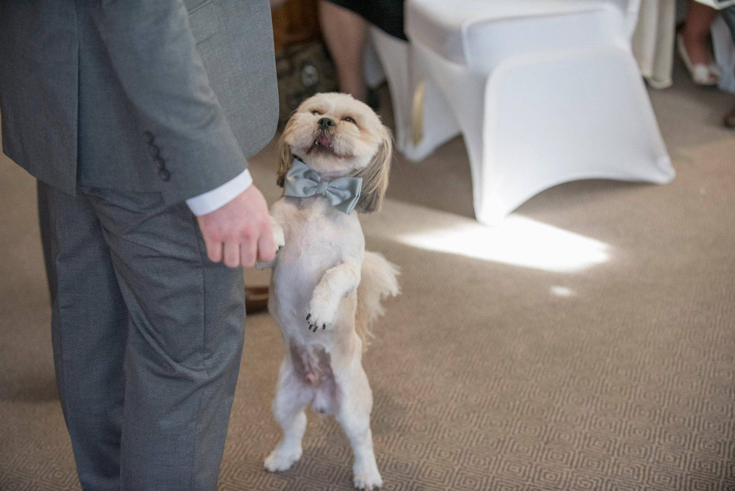 Cappuccino Dog Bow Tie - Dog - Small - Swagger & Swoon