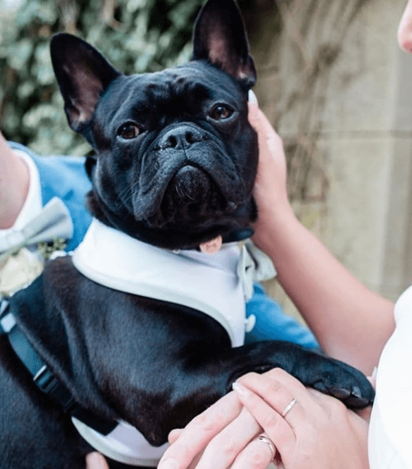 Cinnamon Rose Dog Bow Tie - Dog - Small - Swagger & Swoon